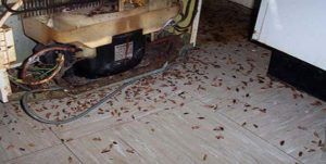 Поморить тараканов в квартире в Курске, цены
