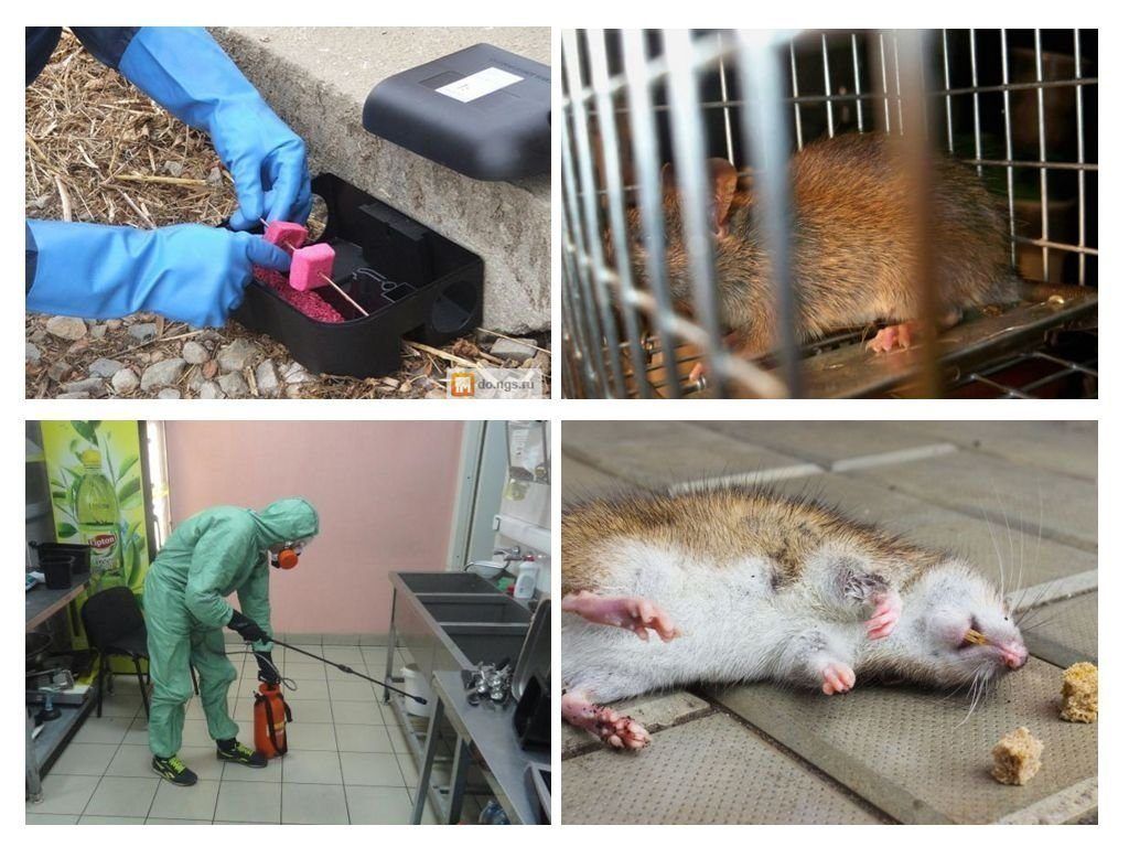Дератизация от грызунов от крыс и мышей в Курске