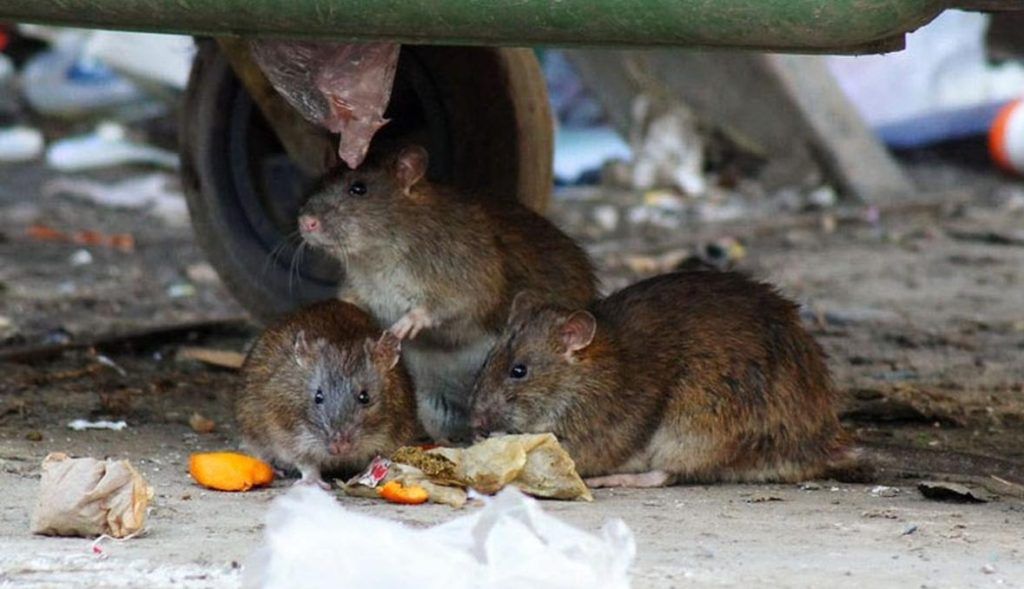 Травить грызунов крыс и мышей в Курске