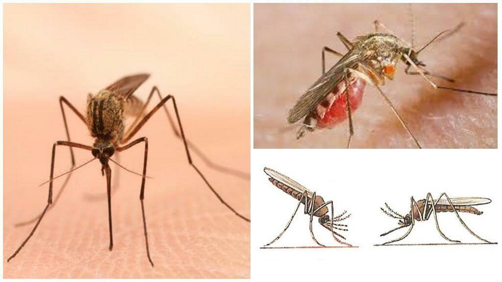 Уничтожение комаров в Курске