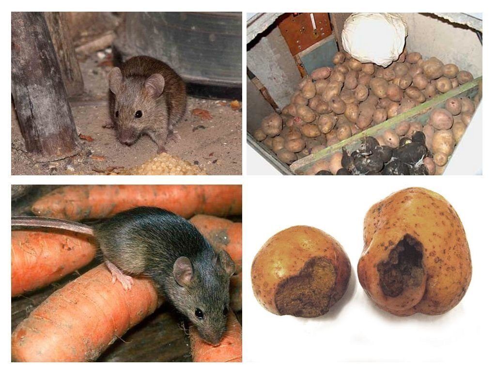Обработка от грызунов крыс и мышей в Курске