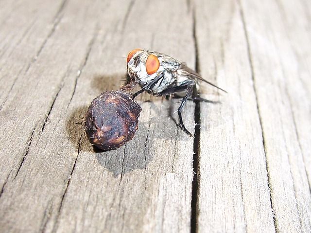 Профессиональное уничтожение мух в Курске с гарантией