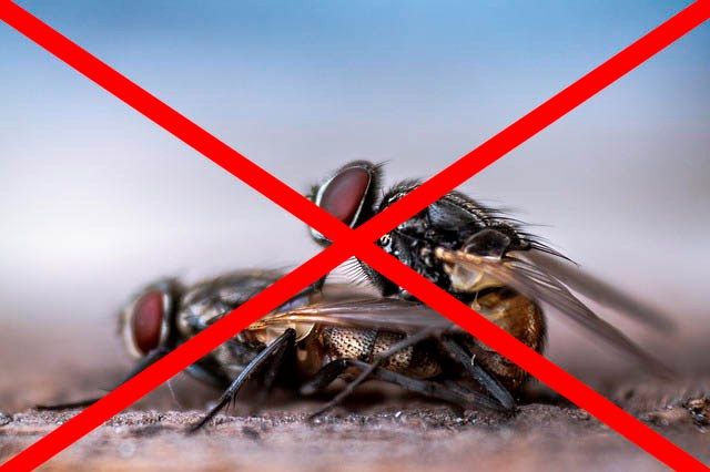 Профессиональное уничтожение мух в Курске с гарантией