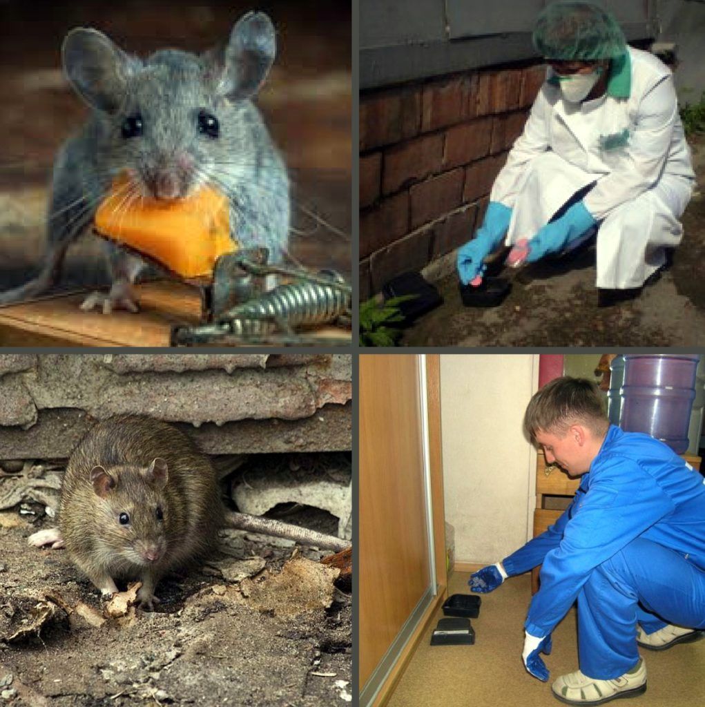 Дезинфекция от грызунов, крыс и мышей в Курске