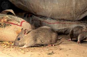 Дератизация от грызунов от крыс и мышей в Курске