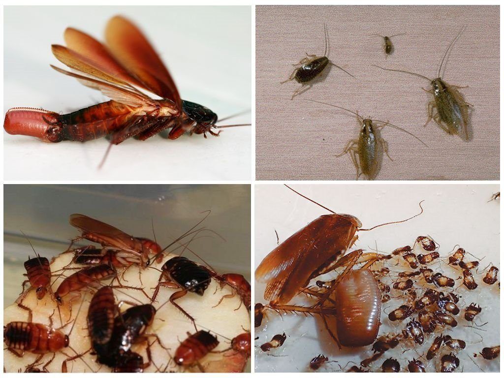 Уничтожение тараканов в квартире в Курске 