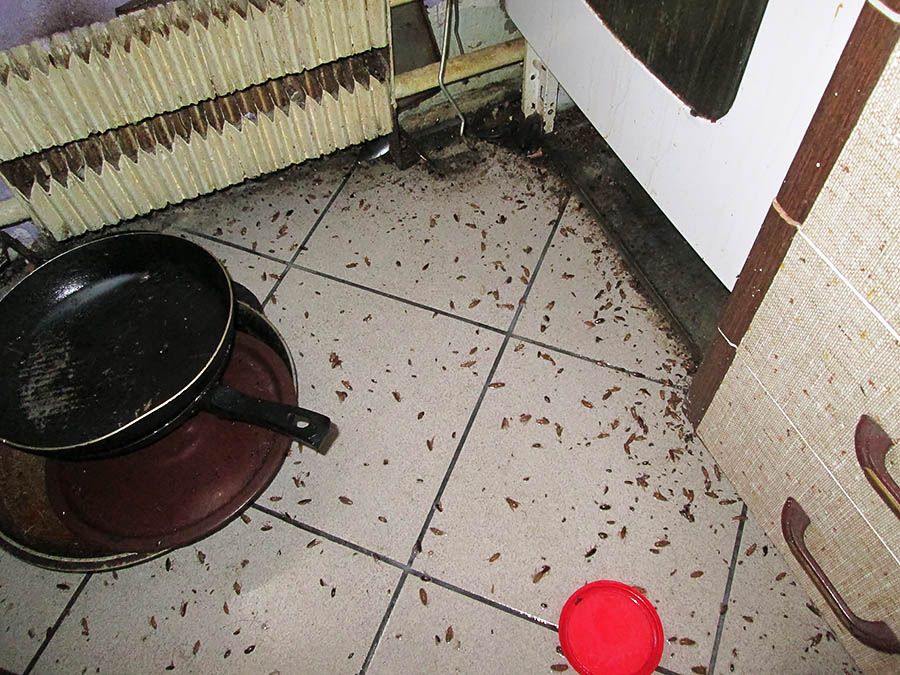 Санэпидемстанция от тараканов в Курске, вызвать, цены